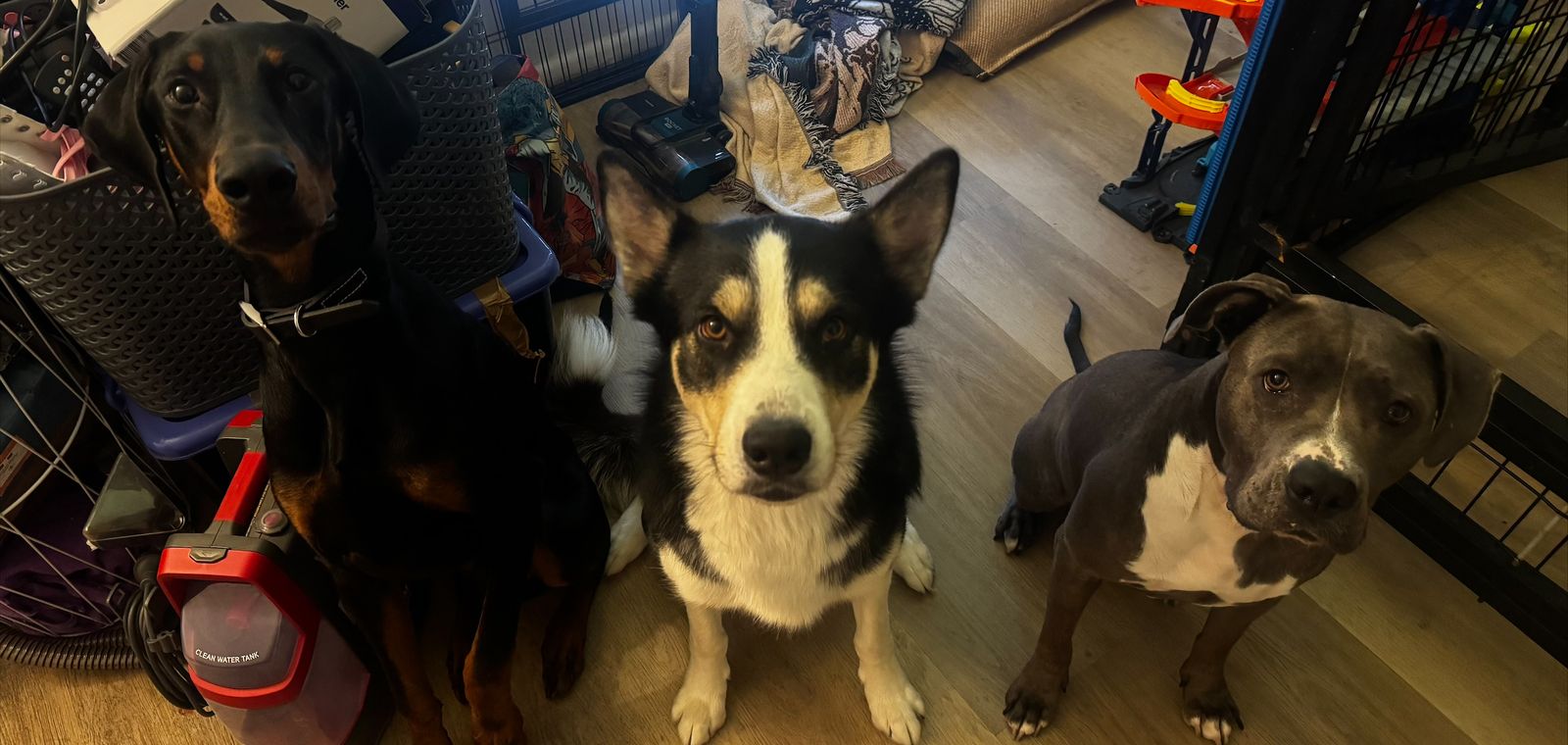 Three dogs waiting for a cue