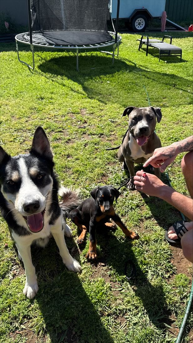 Three dogs working for food in the backyard