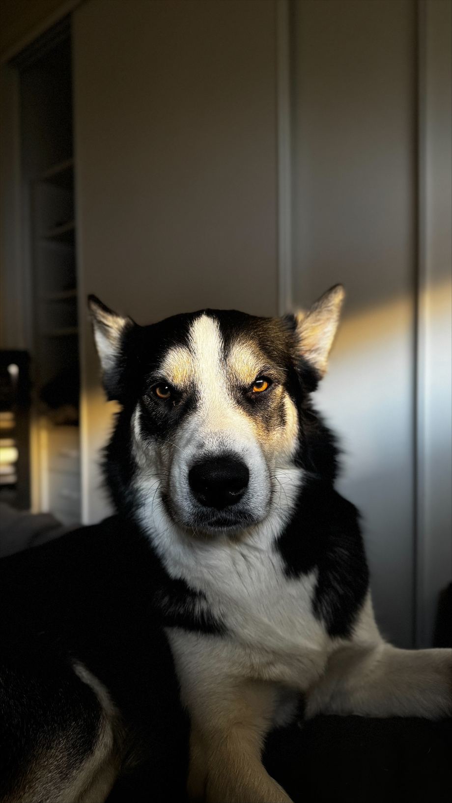 Ivar, a husky crossed with a border collie
