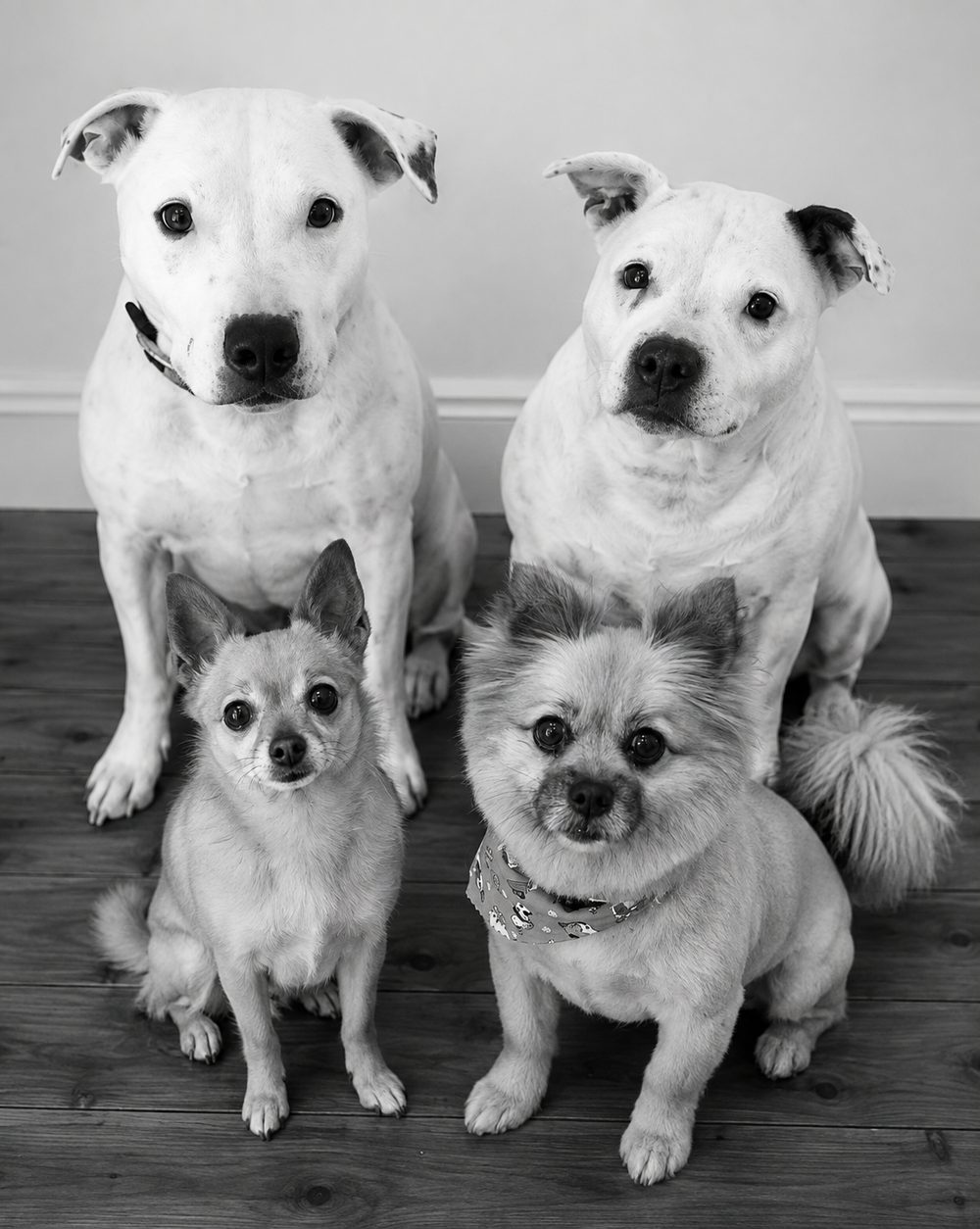 Utah, Snoopy, George and Sophia